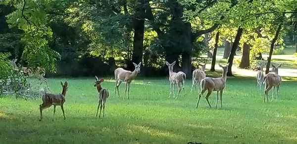 Deer in a field