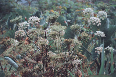 Close-up of flowers