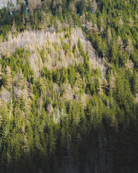 Scenic view of pine trees in forest