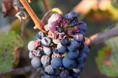 Close-up of grapes growing on plant