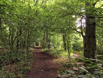 Trees in forest