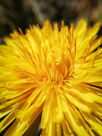 Close-up of yellow flowering plant