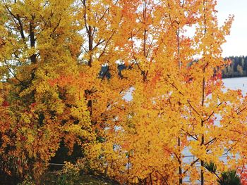 Close-up of maple tree during autumn