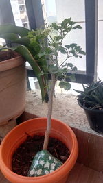 Close-up of potted plant on table