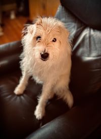 Portrait of dog sitting on sofa at home
