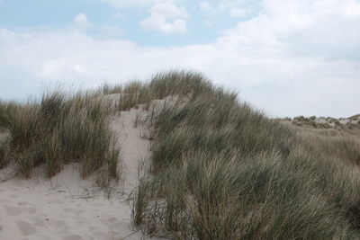 View of grassy beach against the sky