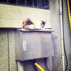 Cat resting on fuse box