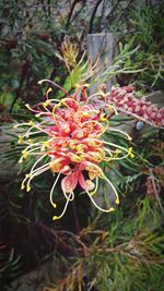 Close-up of red flowers