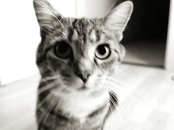 Close-up portrait of a cat