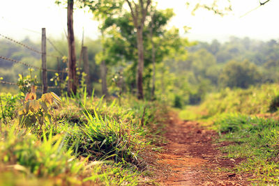 Plants growing on field by road in forest