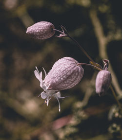 Close-up of flower growing on plant