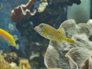 Close-up of fish swimming in sea