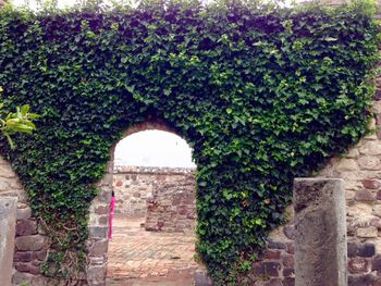 Ivy growing on wall