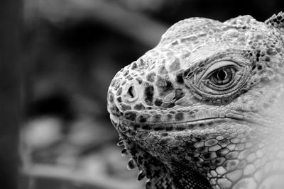 Close-up of a iguana