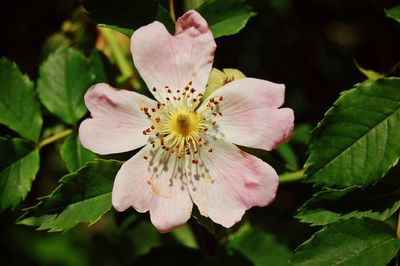 Close-up of pink flower