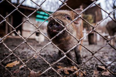 Close-up of pig seen through chainlink fence