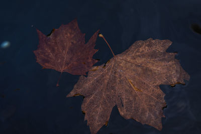 Close-up of dry leaf