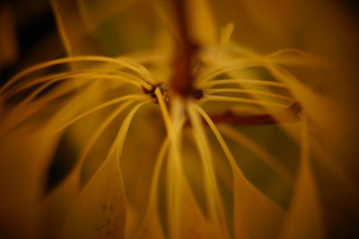 Close-up of honey bee on flower