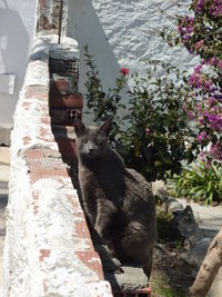 Portrait of cat sitting outdoors