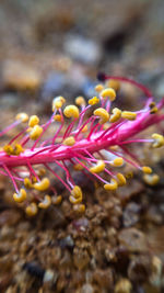 Close-up of coral in sea