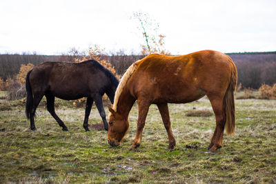 Two horses eating grass, brown and black