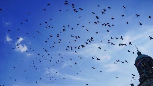Low angle view of silhouette birds flying in blue sky
