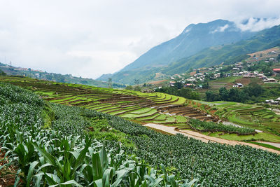 Scenic view of agricultural field against sky