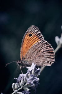 Close-up of butterfly on purple flower