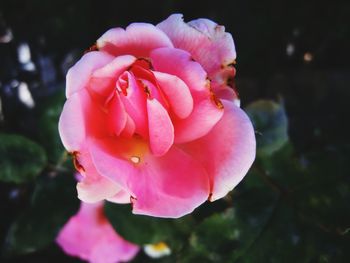 Close-up of pink rose