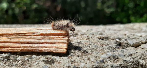 Close-up of insect on wood