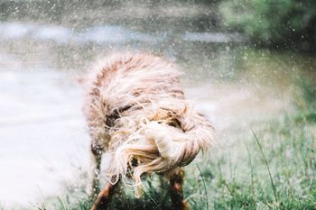 Close-up of dog shaking off water while standing on field