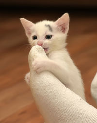 Close-up of white kitten