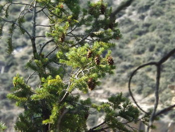 Close-up of plant against trees