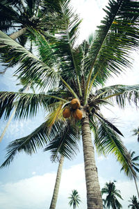 Low angle view of palm tree