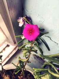 High angle view of pink flower blooming outdoors