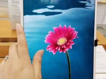 Close-up of hand holding pink flower in swimming pool