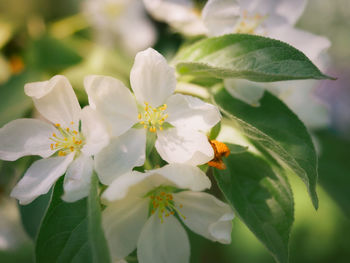 Close-up of white flowering plant