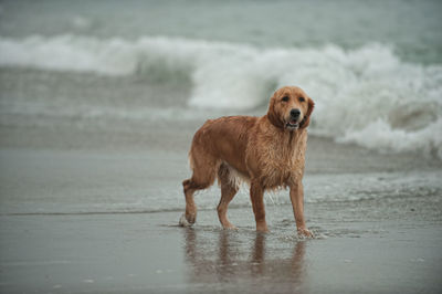 Portrait of wet dog standing at beach
