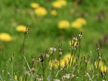 Close-up of yellow flowering plants on field