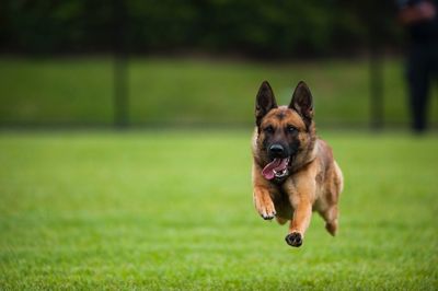 Portrait of german shepherd sticking out tongue while running on field