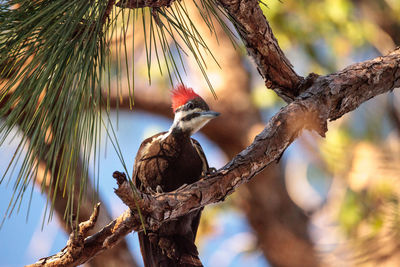 Low angle view of bird perching on tree