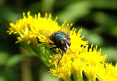 Close-up of insect on yellow flower