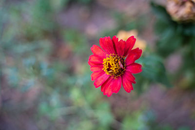 Close-up of pink cosmos flower