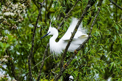 Close-up of bird perching on tree