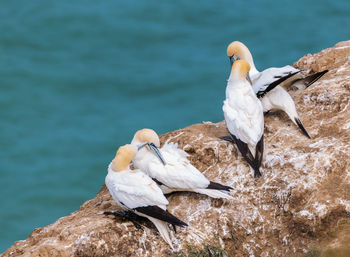 Gannets perching on rock