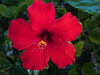 Close-up of red hibiscus blooming outdoors