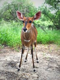 Portrait of deer standing on field