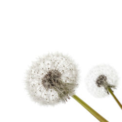 Close-up of dandelion against white background