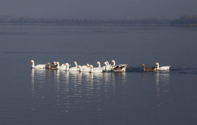 Birds swimming in lake