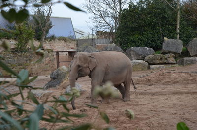 View of elephant and plants against building